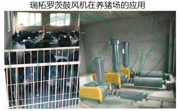 瑞柘羅茨鼓風機在養(yǎng)殖業(yè)的應用案例