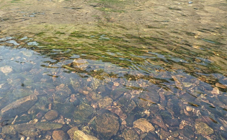 圖二：理想中，我們希望的河水是這樣的