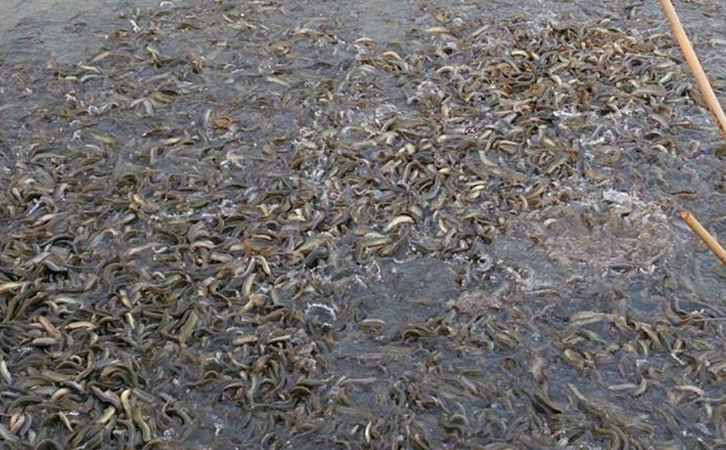 一畝魚(yú)塘能養(yǎng)多少魚(yú)